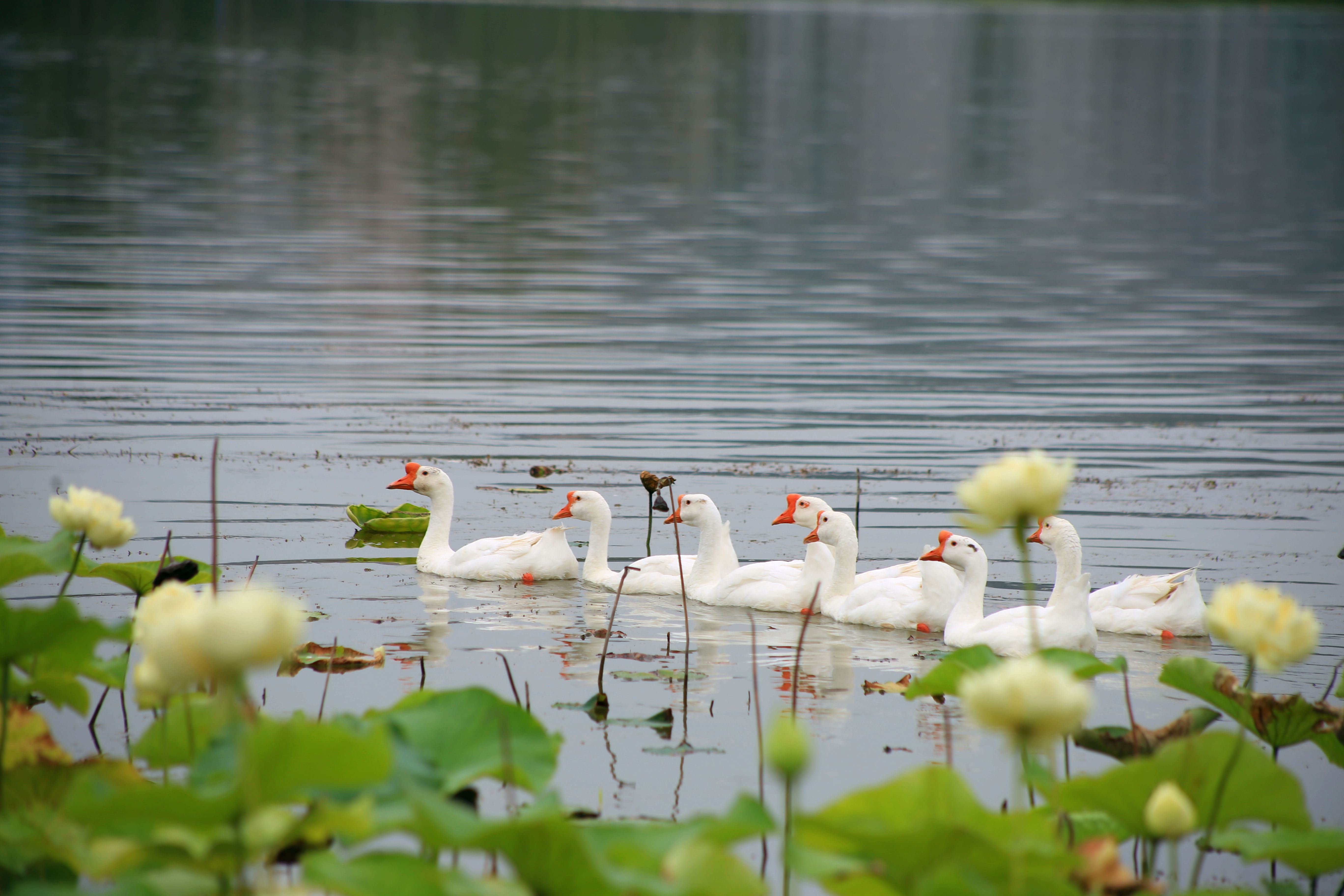 ���������һĨ���硱