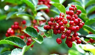 �ֵ�ɽ�l(xi��ng)���t�r(sh��)