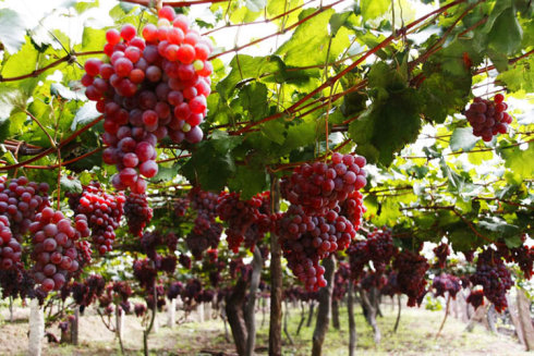 ���Ѽ���Ʒ����