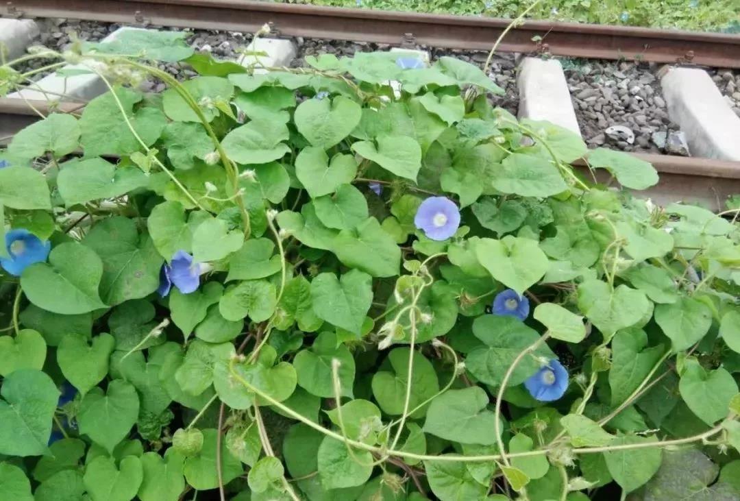 �ﵽ�@�^(q��)